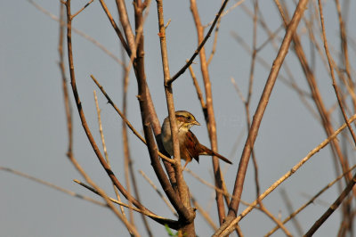 Attwater NWR 11-22-09 0458.JPG