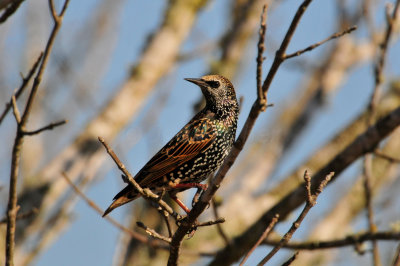 Attwater NWR 11-22-09 0572.JPG