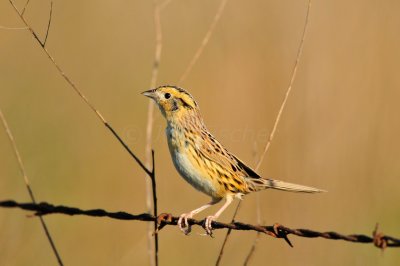 Attwater NWR 11-22-09 0645.JPG