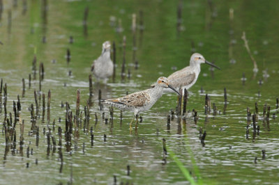Freeport Marsh 4-16-10 0948.JPG
