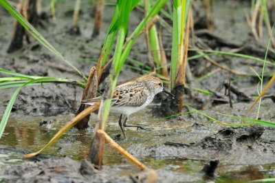 Brazoria NWR 5-1-10 0315.JPG