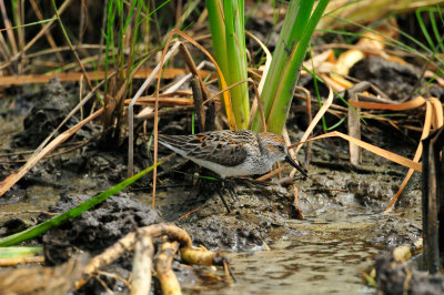 Brazoria NWR 5-1-10 0333.JPG
