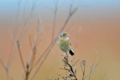 Attwater NWR 11-29-09 0110a.JPG