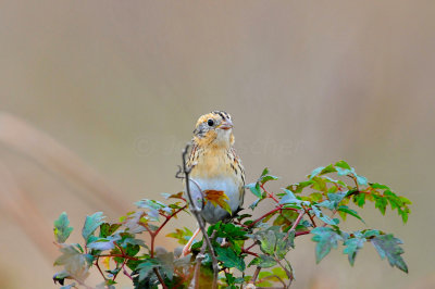 Attwater NWR 11-29-09 0136a.JPG
