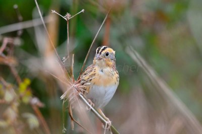Attwater NWR 11-29-09 0147a.JPG