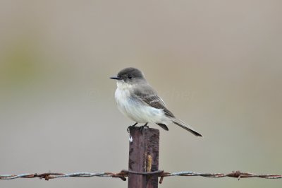 Attwater NWR 11-29-09 0205.JPG