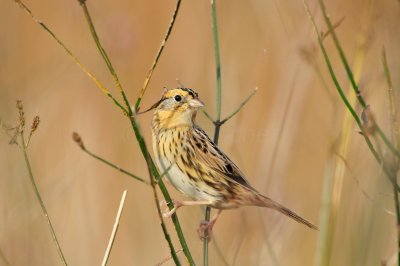 Attwater NWR 11-29-09 0293.JPG