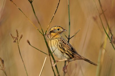 Attwater NWR 11-29-09 0304.JPG