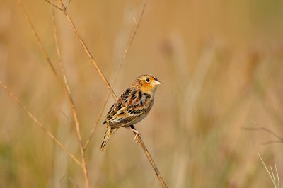 Attwater NWR 11-29-09 0317a.JPG