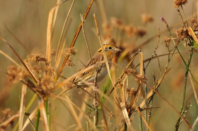 Attwater NWR 11-29-09 0306.JPG
