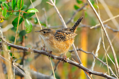 Attwater NWR 11-29-09 0279.JPG