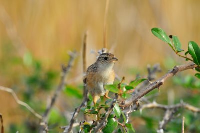 Attwater NWR 11-29-09 0281.JPG