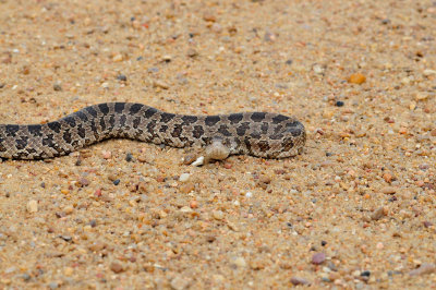 Prairie Kingsnake