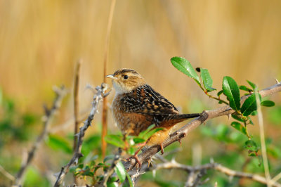 Attwater NWR 11-29-09 0292.JPG