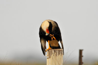 Attwater NWR 11-29-09 0699.JPG