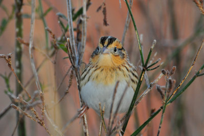 Attwater NWR 12-20-09 0036.JPG