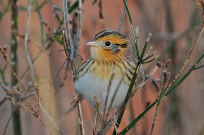 Attwater NWR 12-20-09 0045.JPG