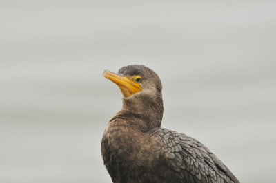 Galveston 12-13-09 0147.JPG