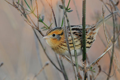 Attwater NWR 12-20-09 0053.JPG