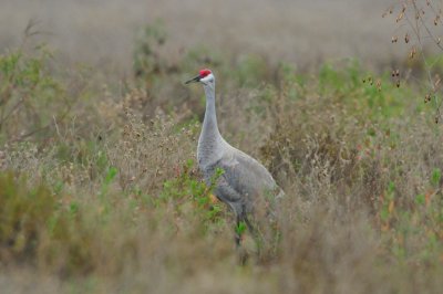 Galveston 12-13-09 0466.JPG