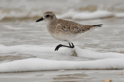 Galveston 12-13-09 0521.JPG