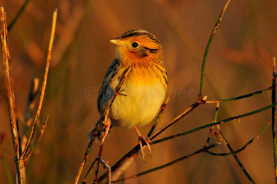 Attwater NWR 12-20-09 0076a.JPG