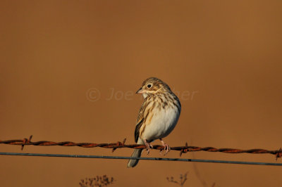 Attwater NWR 12-20-09 0189.JPG