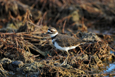 Brazoria NWR 8-14-10 0052.JPG