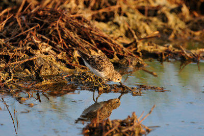 Brazoria NWR 8-14-10 0074.JPG