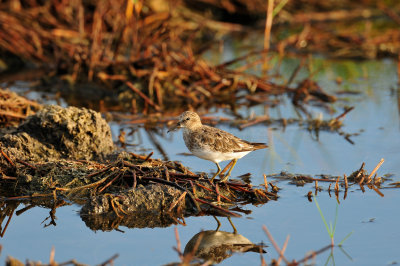 Brazoria NWR 8-14-10 0091.JPG
