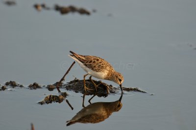 Brazoria NWR 8-14-10 0113.JPG