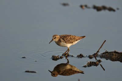 Brazoria NWR 8-14-10 0125.JPG