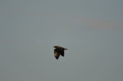 Brazoria NWR 8-14-10 0210.JPG