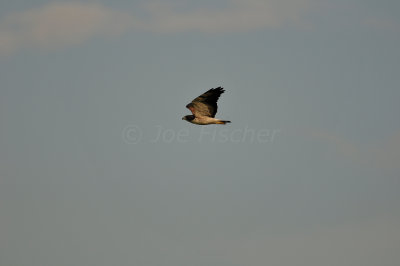 Brazoria NWR 8-14-10 0215.JPG