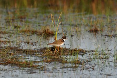 Brazoria NWR 8-14-10 0284.JPG