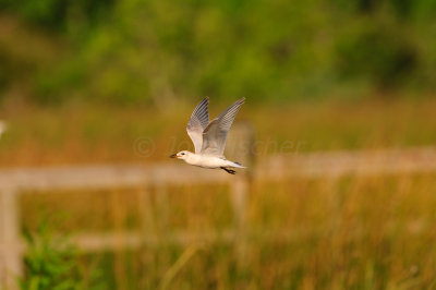 Brazoria NWR 8-14-10 0342.JPG