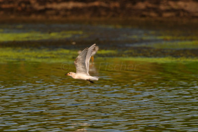 Brazoria NWR 8-14-10 0349.JPG