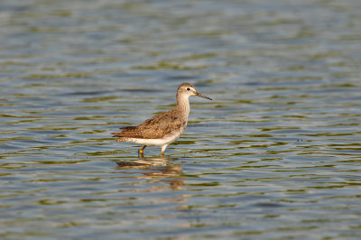 Brazoria NWR 8-14-10 0367.JPG