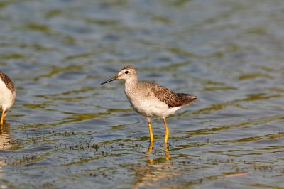 Brazoria NWR 8-14-10 0419.JPG