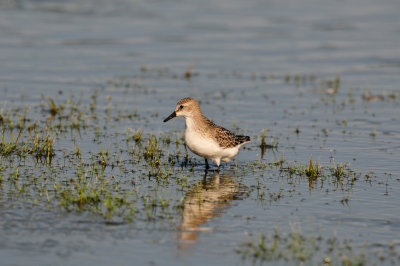 Brazoria NWR 8-14-10 0384.JPG