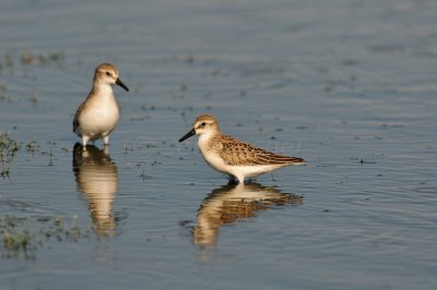 Brazoria NWR 8-14-10 0392.JPG