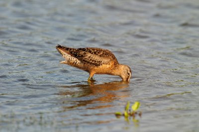 Brazoria NWR 8-14-10 0409.JPG