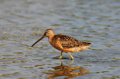 Brazoria NWR 8-14-10 0422.JPG