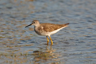 Brazoria NWR 8-14-10 0413.JPG
