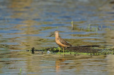 Brazoria NWR 8-14-10 0454.JPG