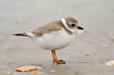 Galveston 12-13-09 0530a.JPG