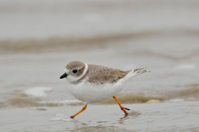 Galveston 12-13-09 0575.JPG
