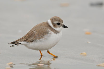 Galveston 12-13-09 0604.JPG