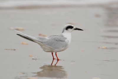 Galveston 12-13-09 0613.JPG