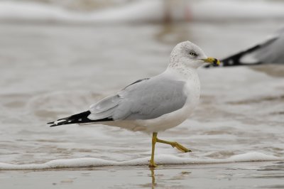 Galveston 12-13-09 0622.JPG